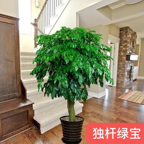 独杆绿宝.jpg 独杆绿宝.jpg