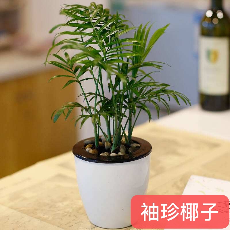 袖珍椰子.jpg 袖珍椰子.jpg