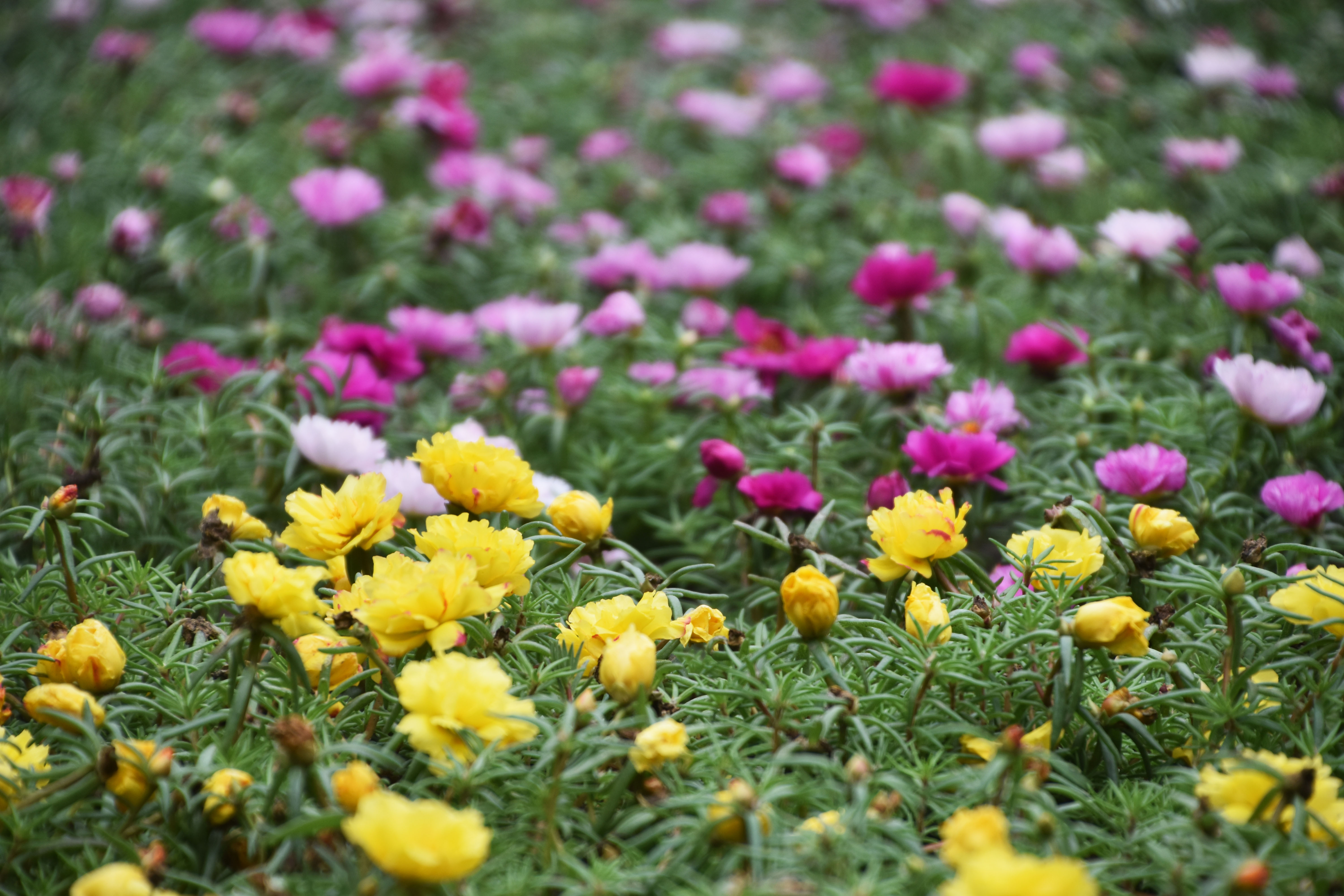 1680749156636.jpg 1680749156636.jpg